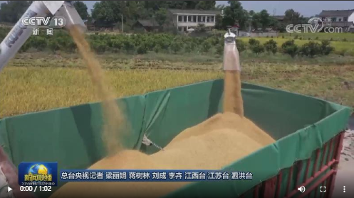 夏粮旺季收购接近尾声 秋粮开始陆续上市